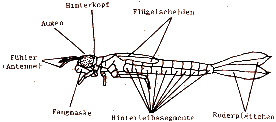 Kleinlibellenlarve