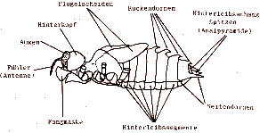 Grosslibellenlarve